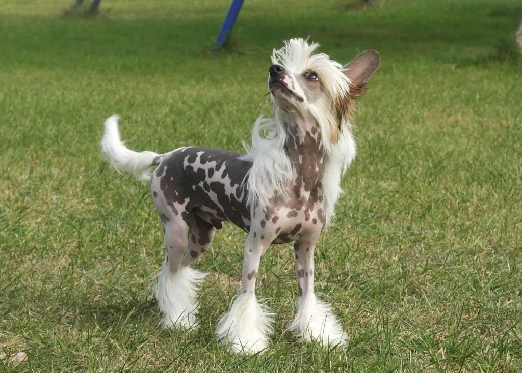 Izabel Crystals Absolut Power