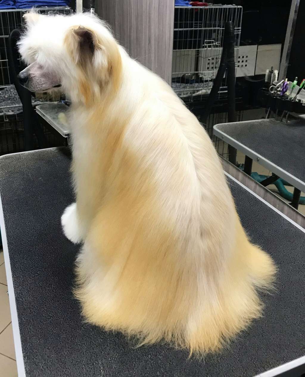 Izabel Crystals A Great Winner