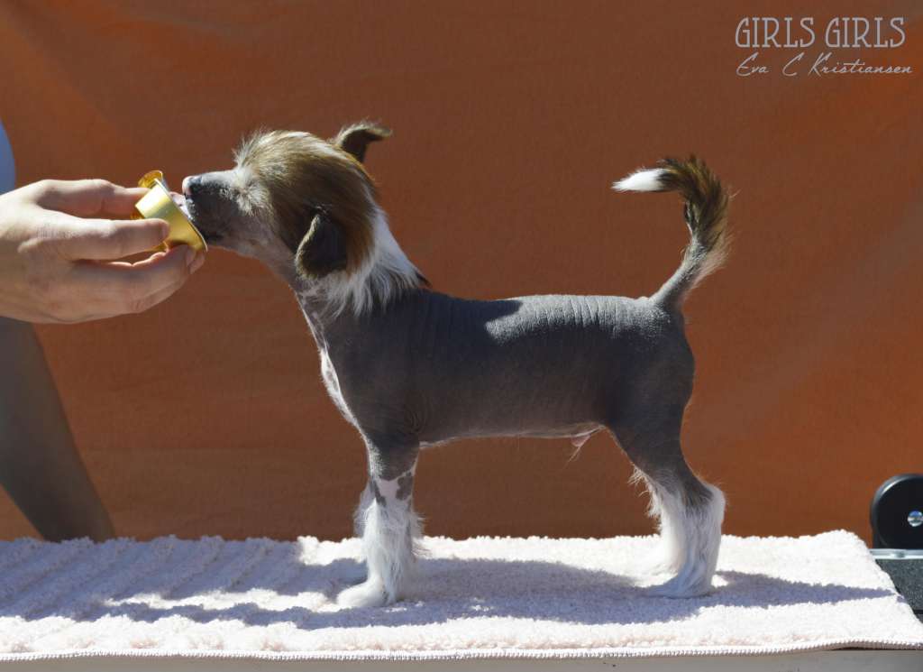 Girls Girls Freestyle Firestorm