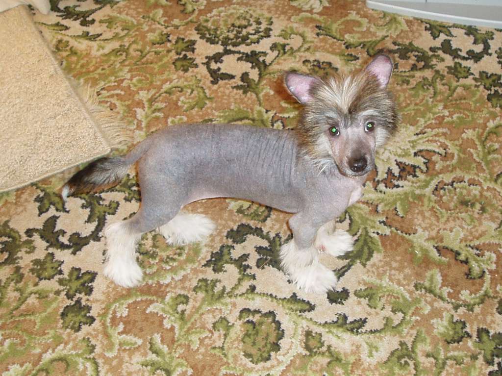 FranzellSpirit In The Sky