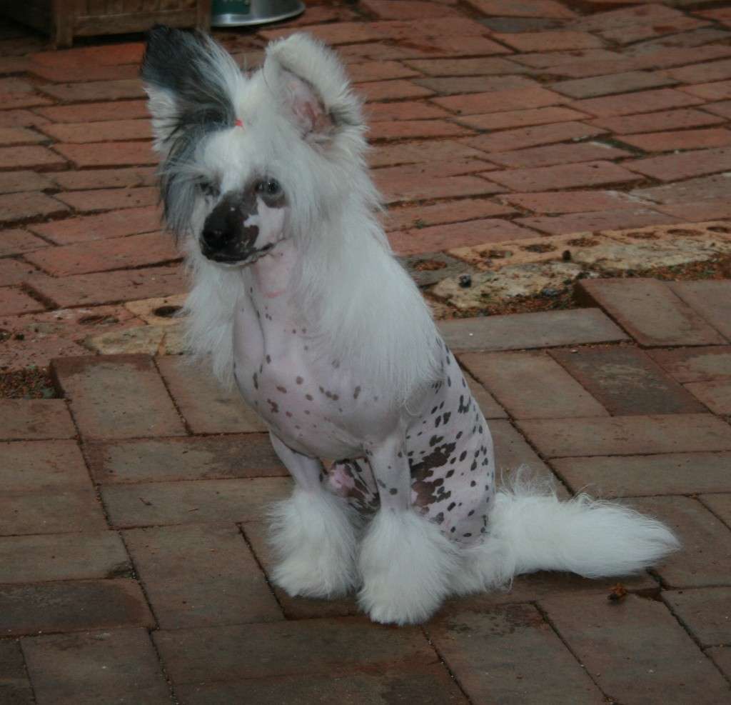 Ertae Sass N Glamour