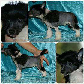 Chinese Flowers Domino