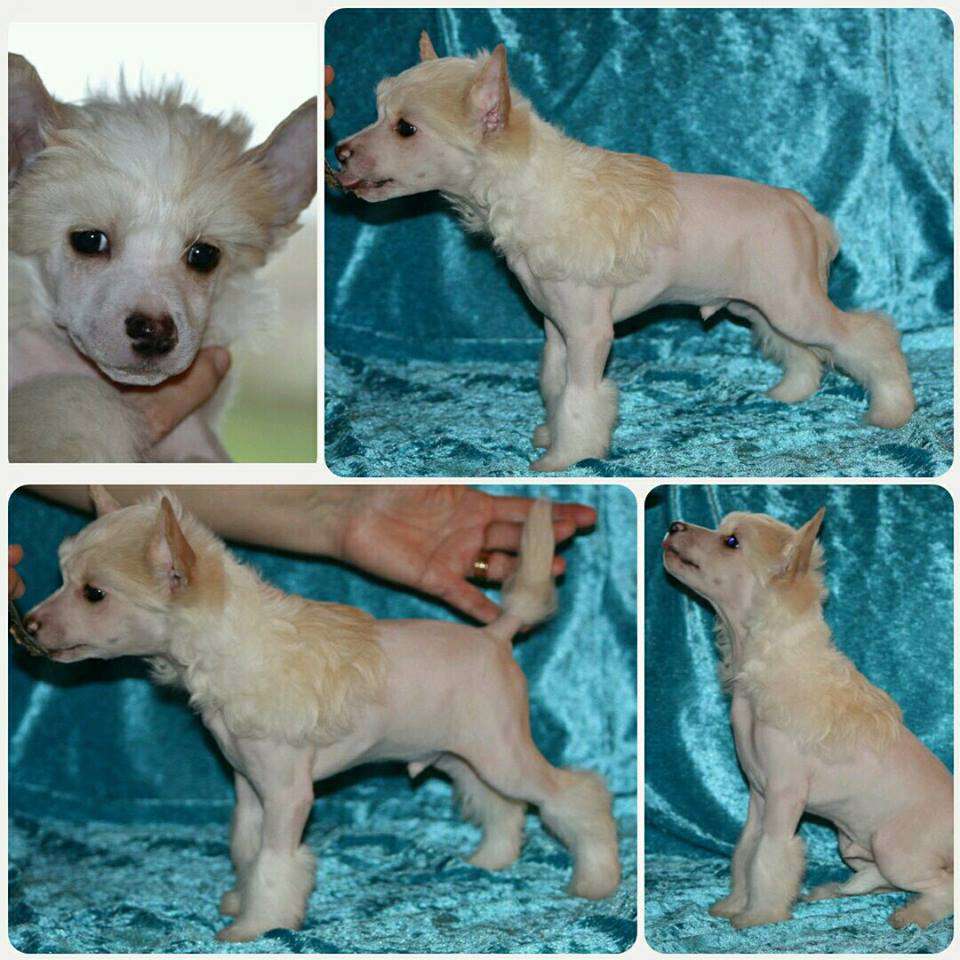 Chinese Flowers Davidoff