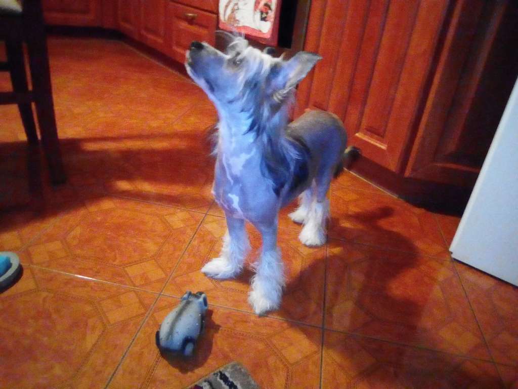 Fortune Cookie Avokaduh