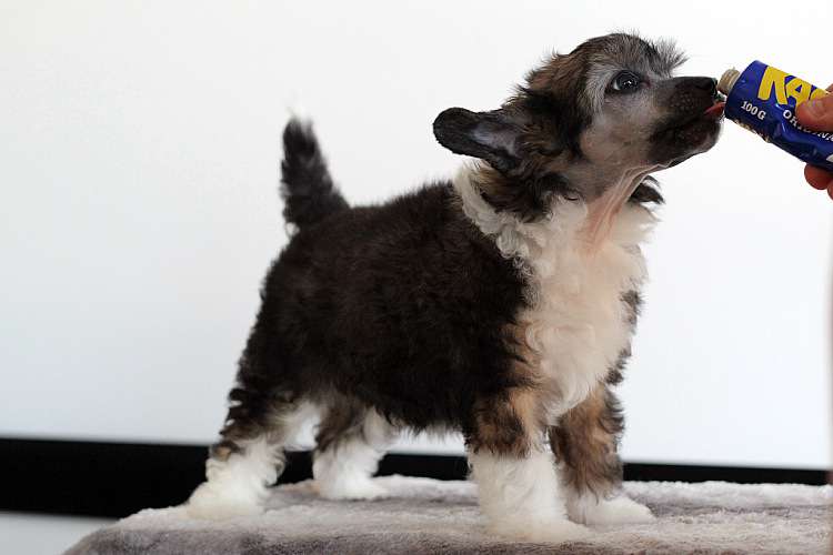 Tinted's Breath Of The Wild