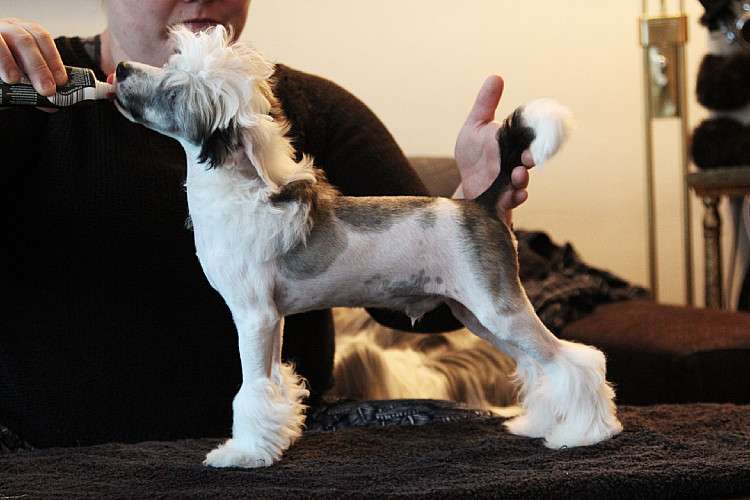 Tinted's A link Between Worlds