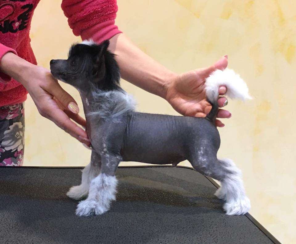 Cladary Triumph Franklin