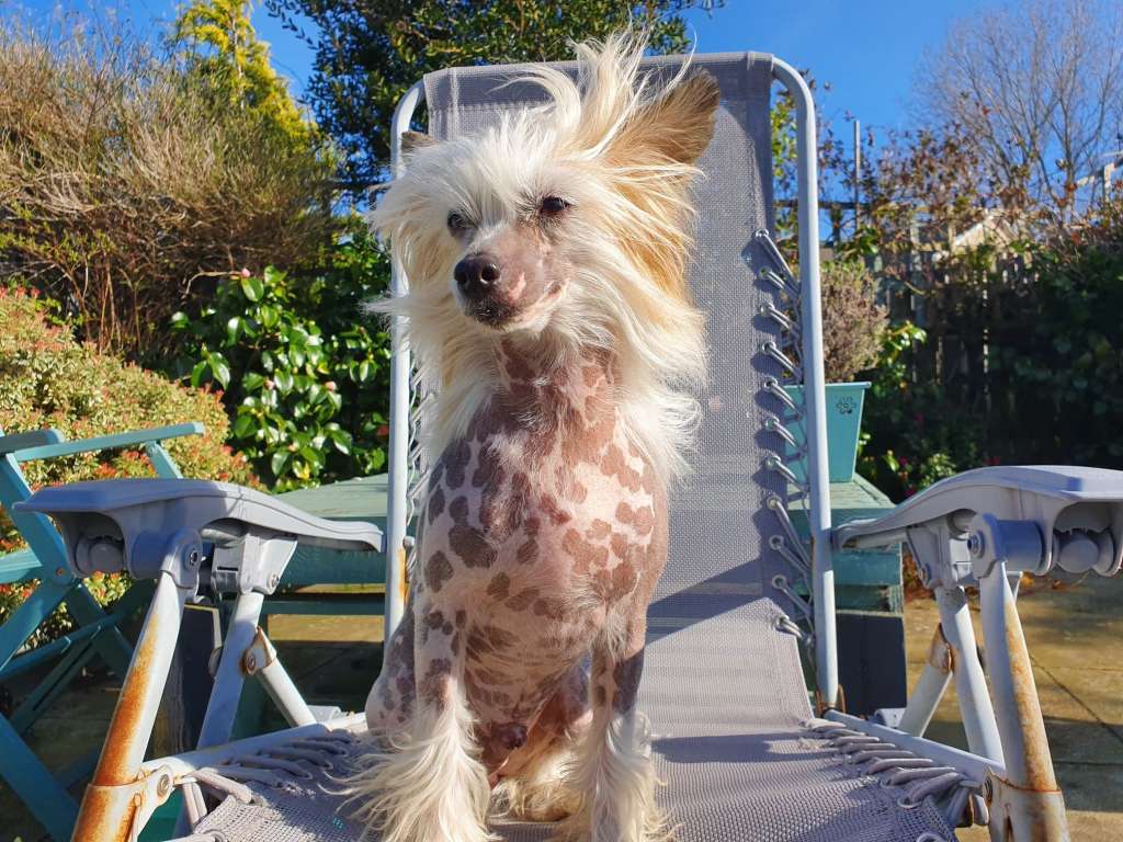 Cladary Triumph Faraon