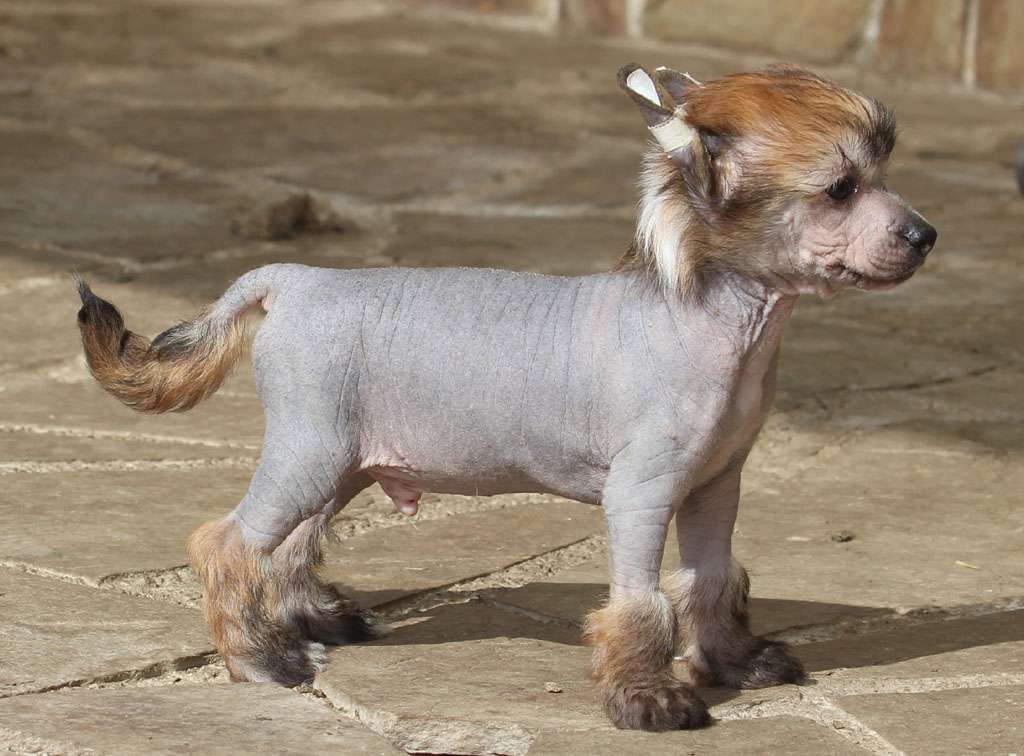 Quickly and funy de Almamasan