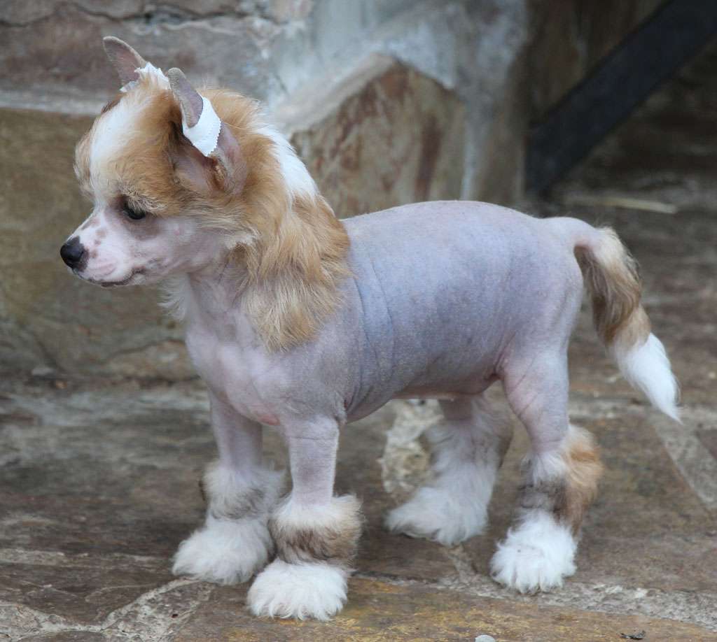 Radiant queen de Almamasan