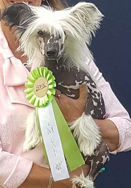 Yamboliz Kevin costner