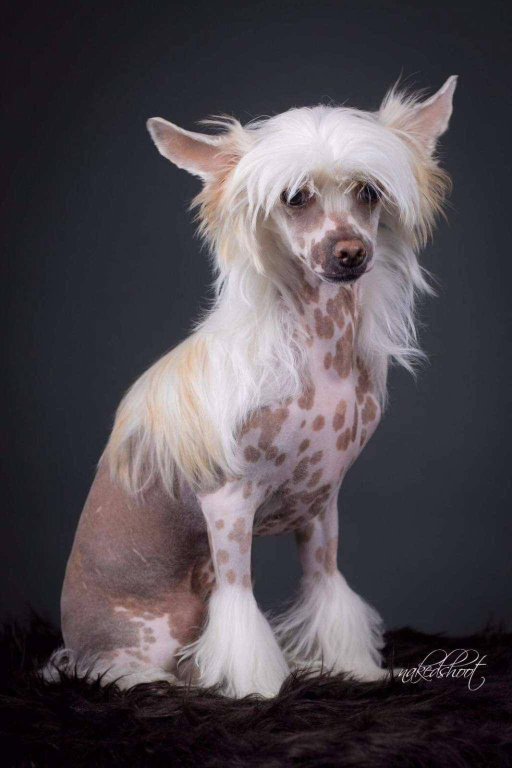 Hayati vom Apfelland