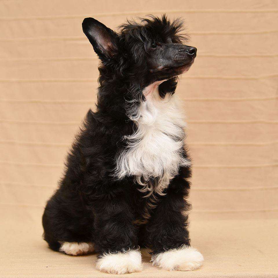 Larson Planet Of Dream