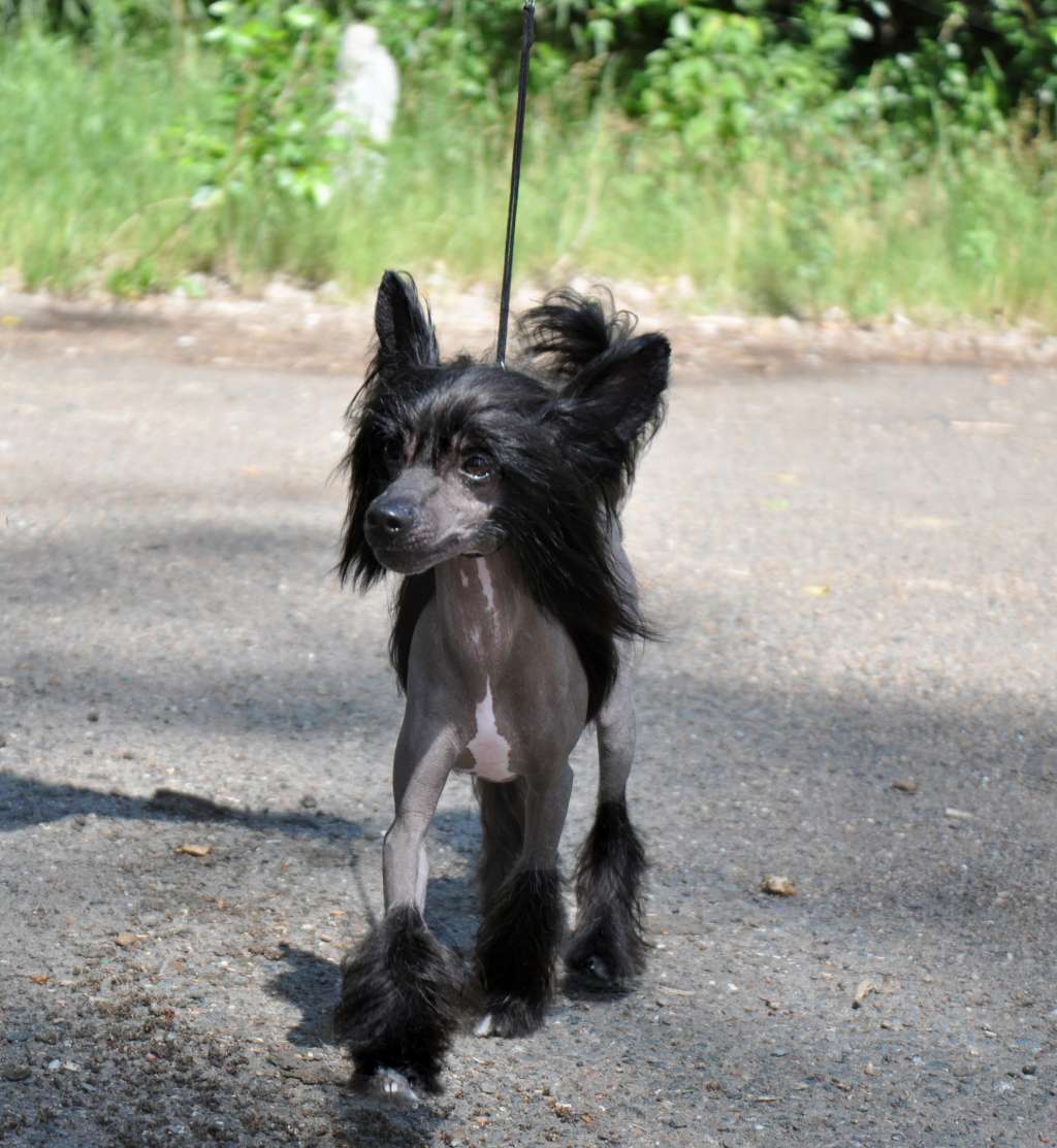 Fiery Fame Quid Pro Quo