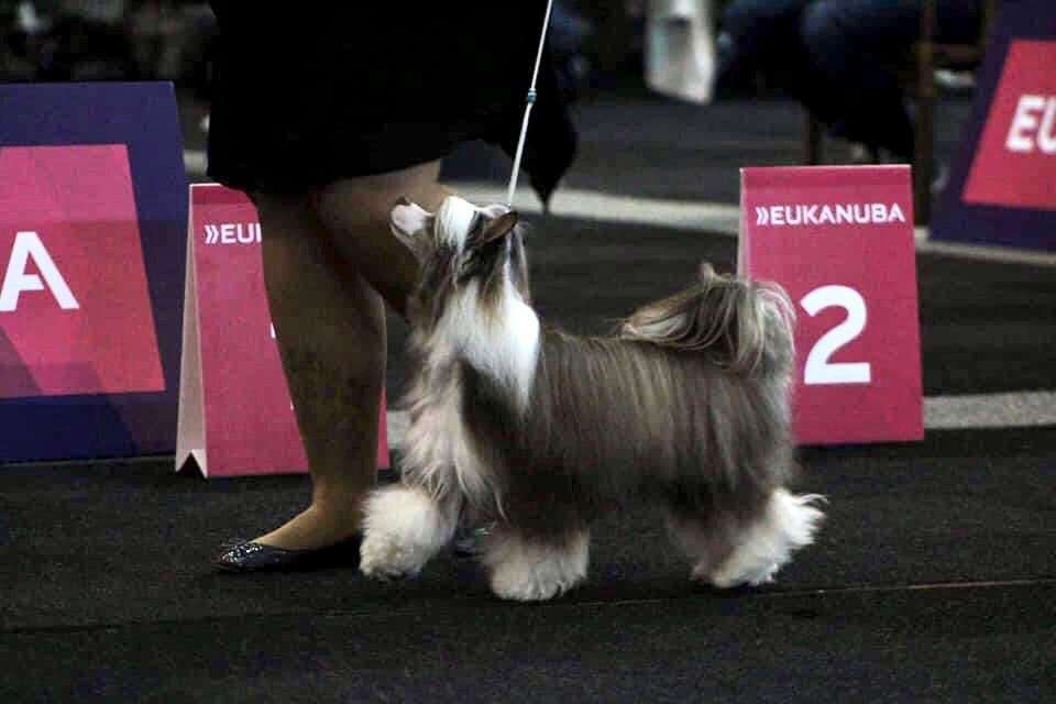 Crazy Cresteds Floyd Panoh