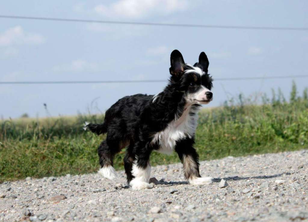 Crazy Cresteds Faruq Panoh