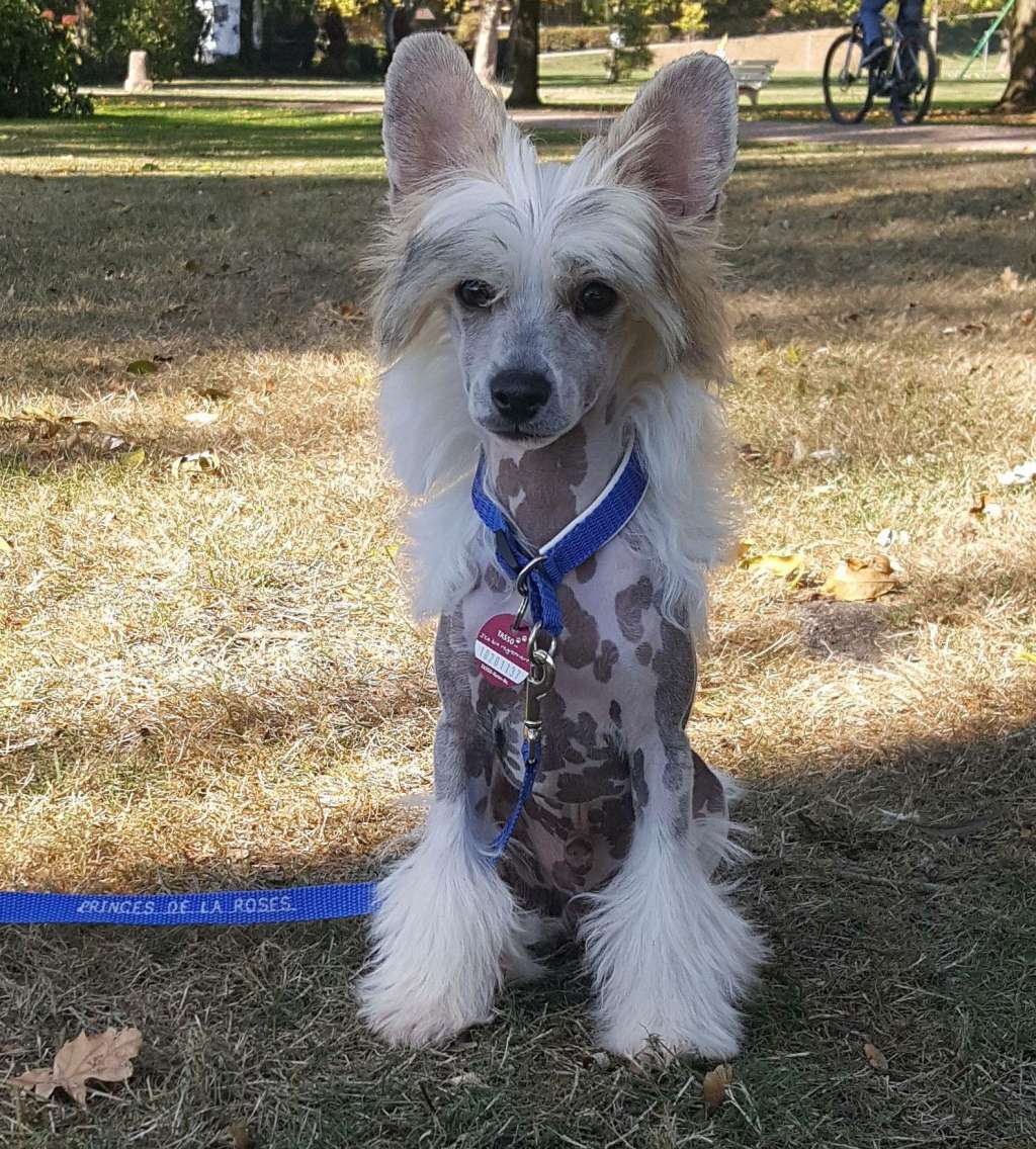 Anywhere Princes de la Roses