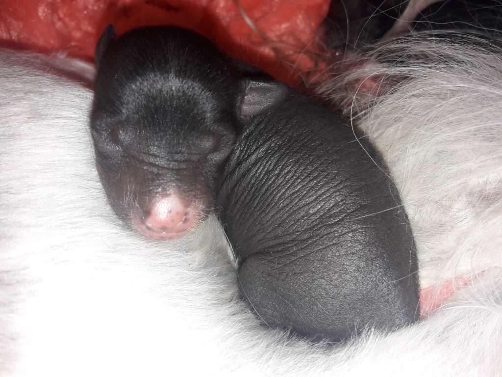 Sir Elvis Sasima Fci