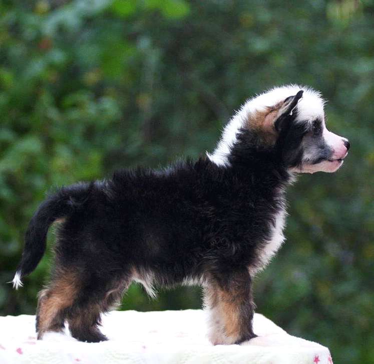 Star Show Bon Ami Zorro Show Galaktika