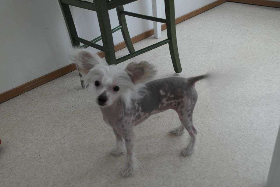 Magic'N Mystic Woodoo Doll