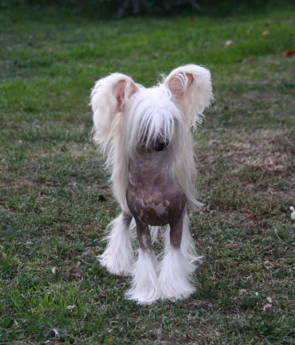 Credo  Marini  Game Of Angel's