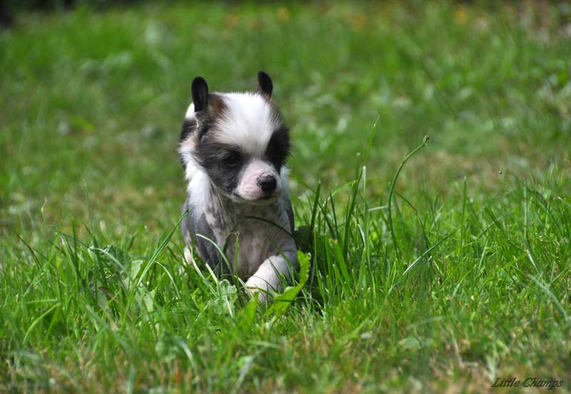 O'Taquet Little Champs