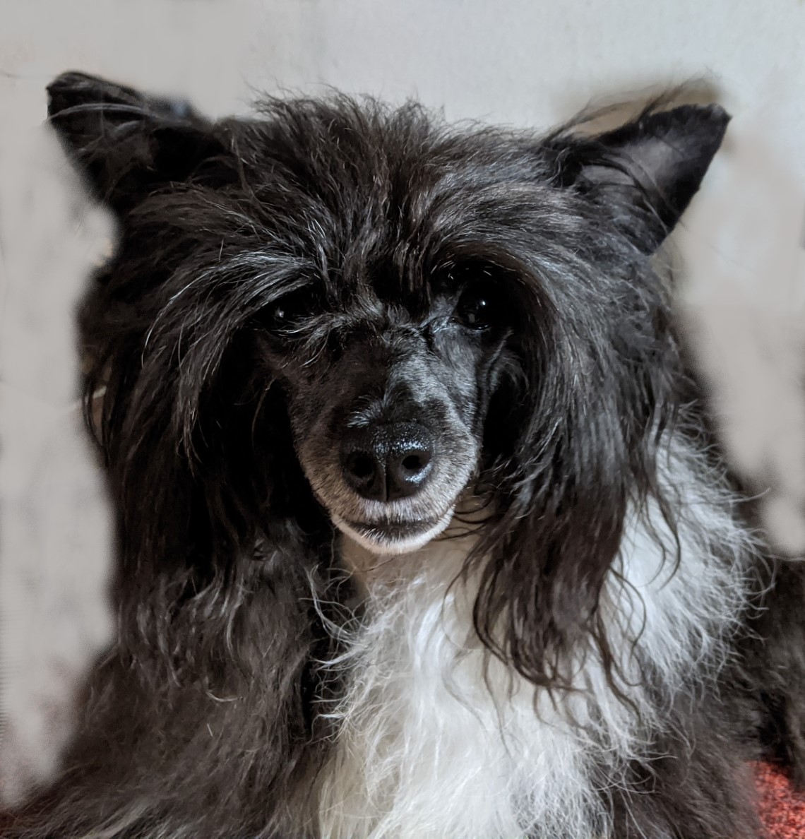 Lacshen's lotus blossom