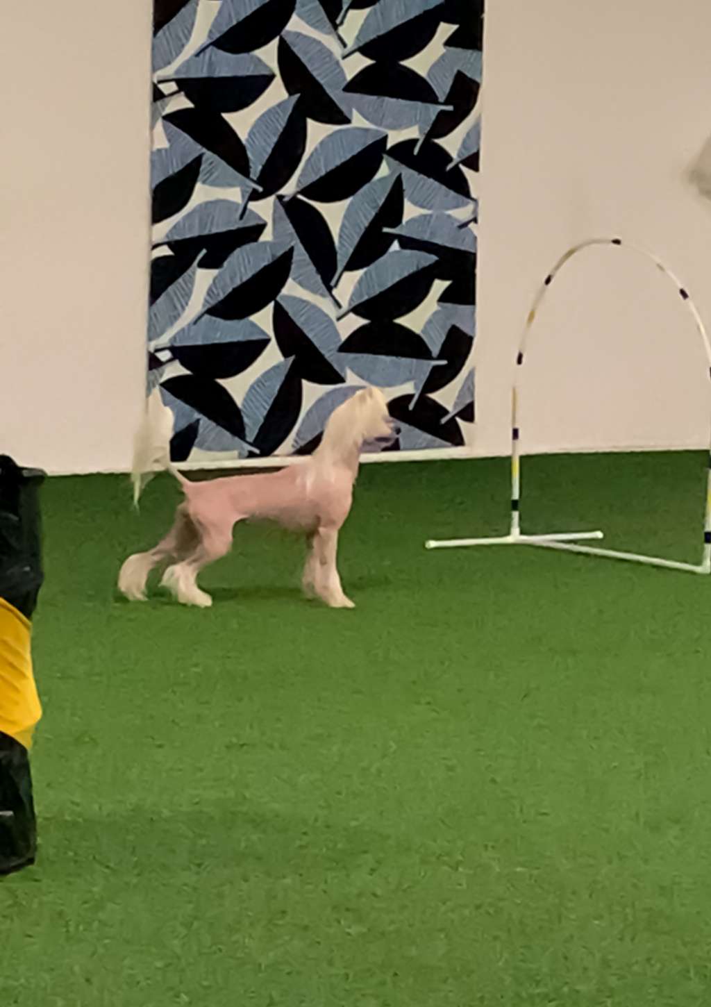 Neddies Game Of Thrones