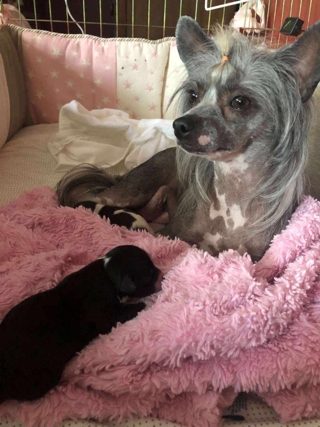 Soluna Jewels Goddess Of Love, ATT