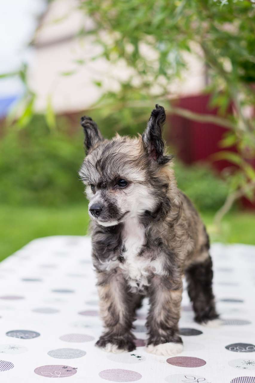 Uventa s ostrova utrenney zari