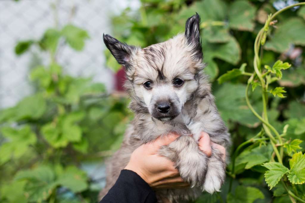 Yahont s ostrova utrenney zari