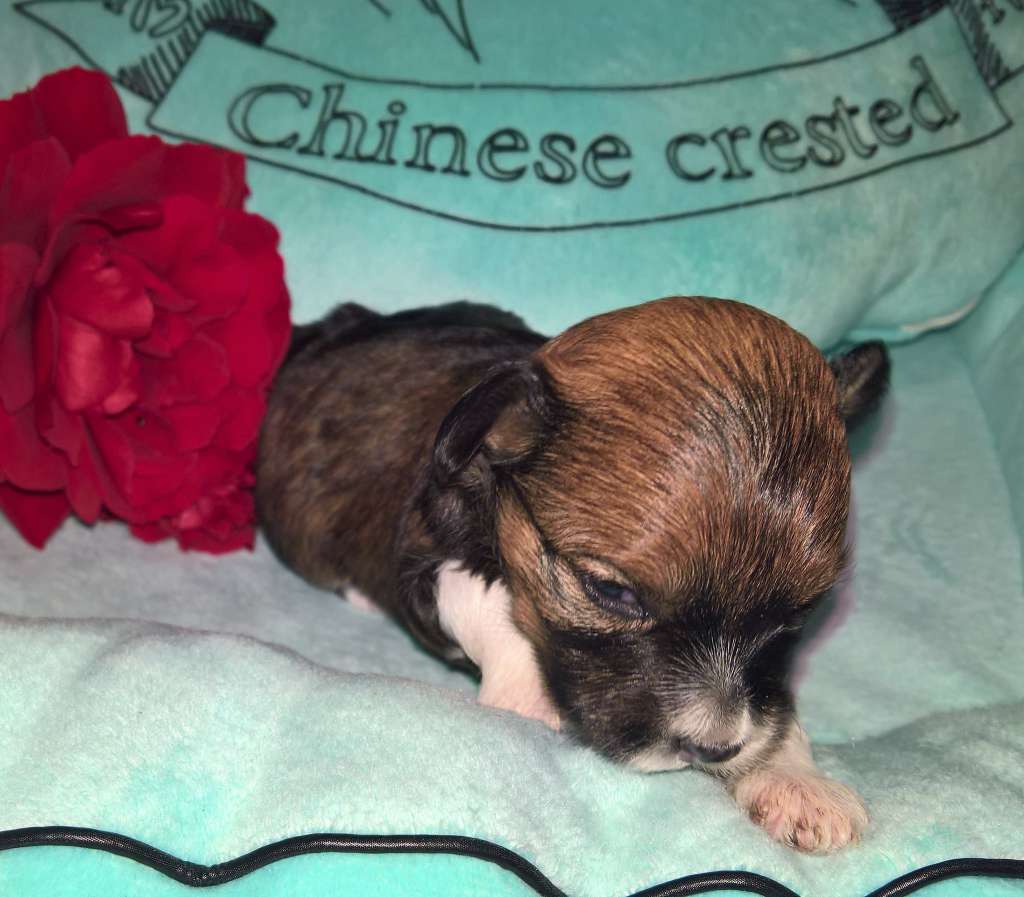 Jekadi's Elfine Mad Dance