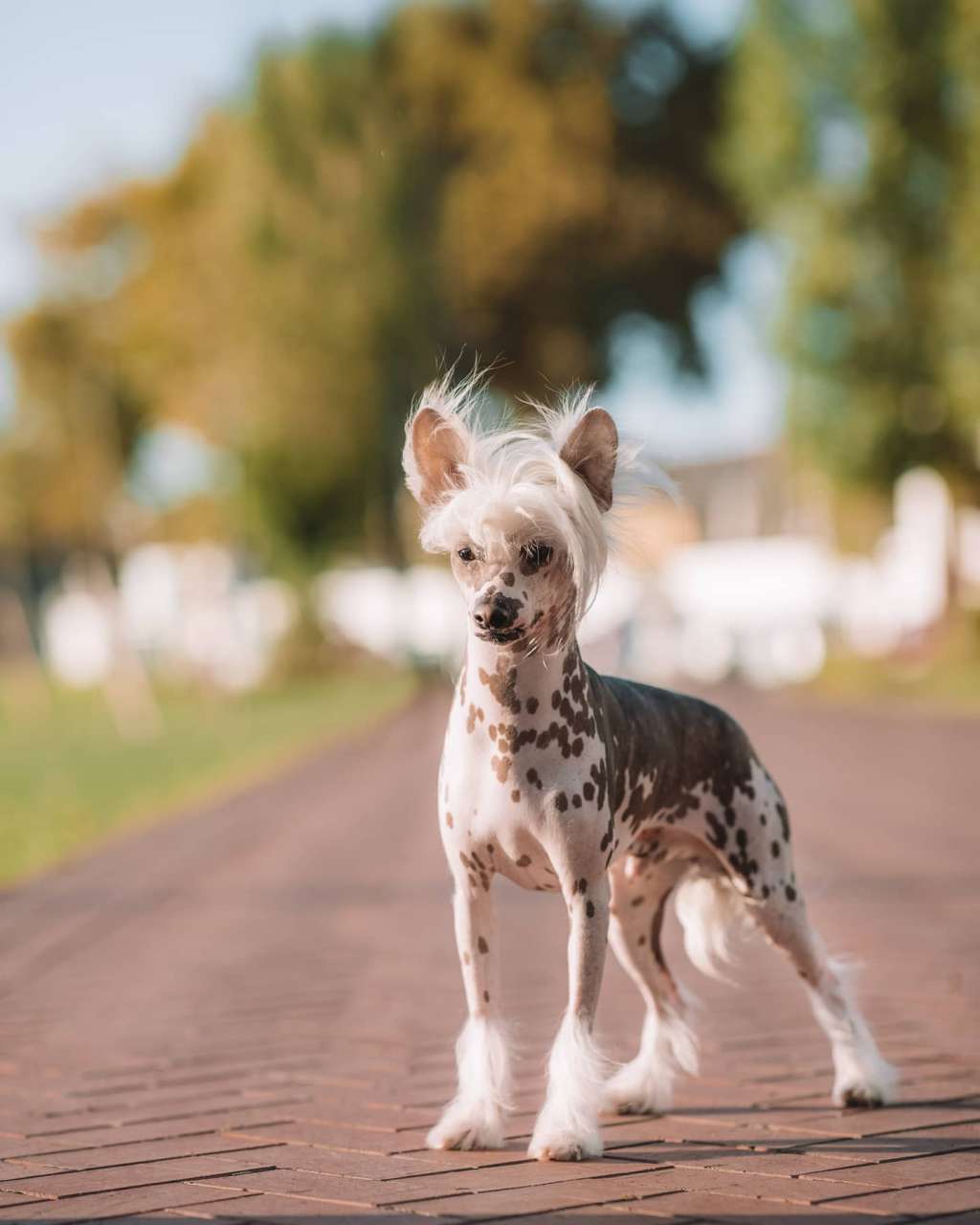 Targaryen de Lybóriu's Legacy