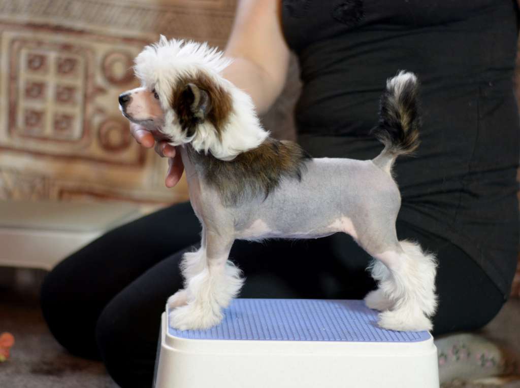 HitLine Ltd Queen Night