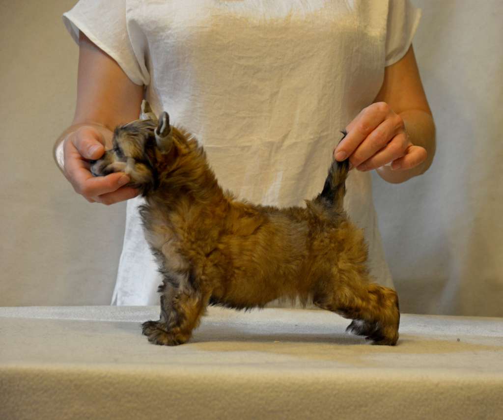 HitLine Ltd Kleopatra