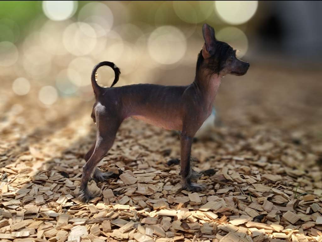 Piper's Hyper for the Long Haul