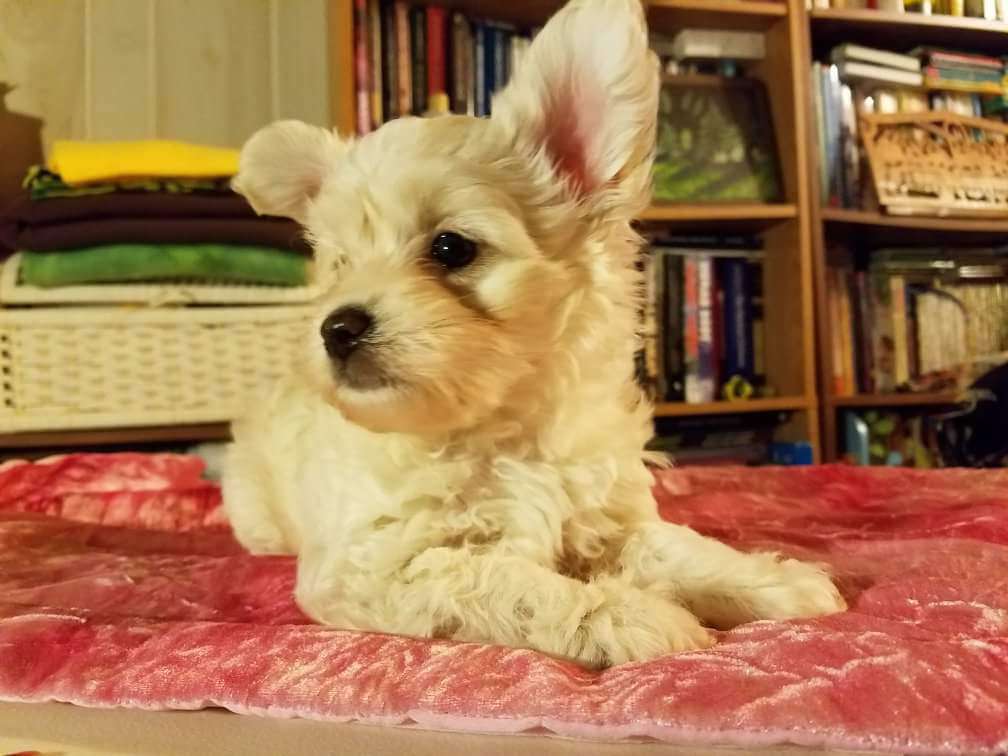 Long Haul Cresteds Jacey