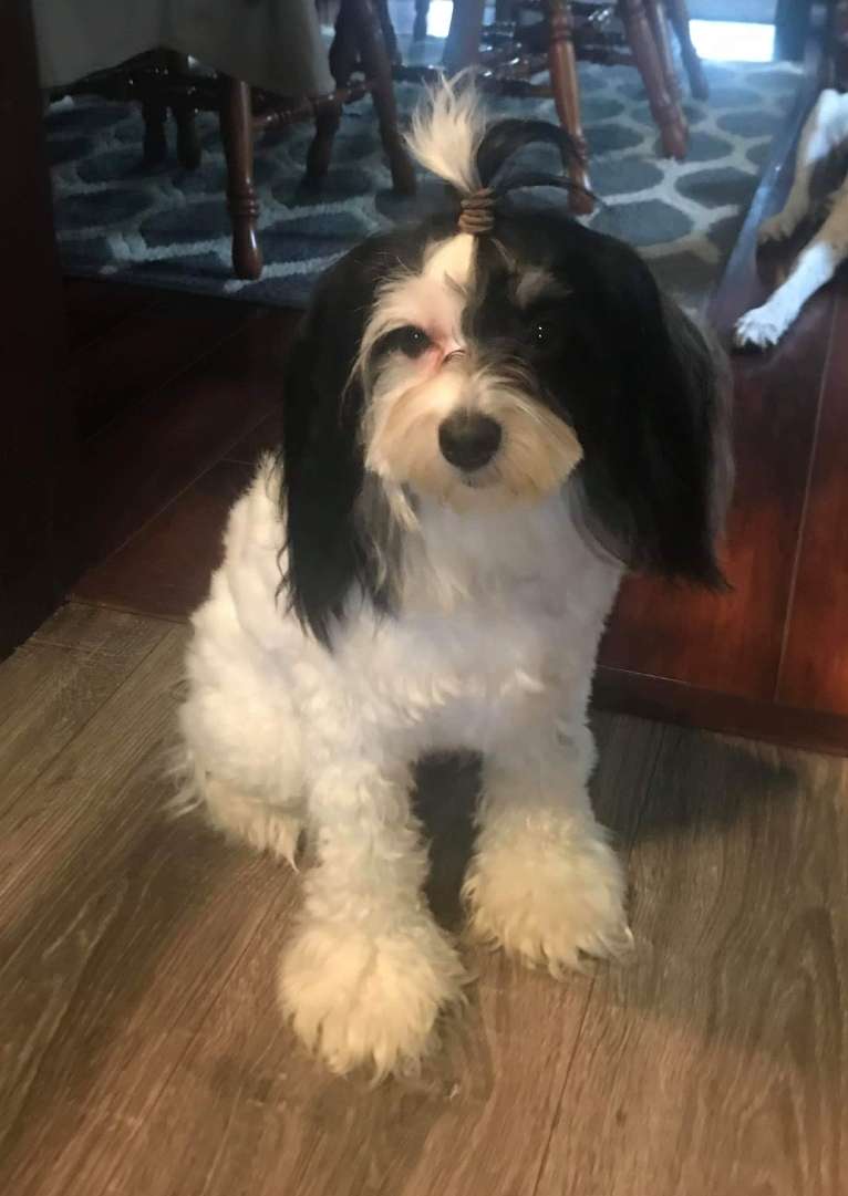 Long Haul Cresteds Gracie