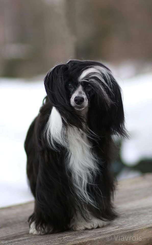 Viuvaun Catch Me A Star