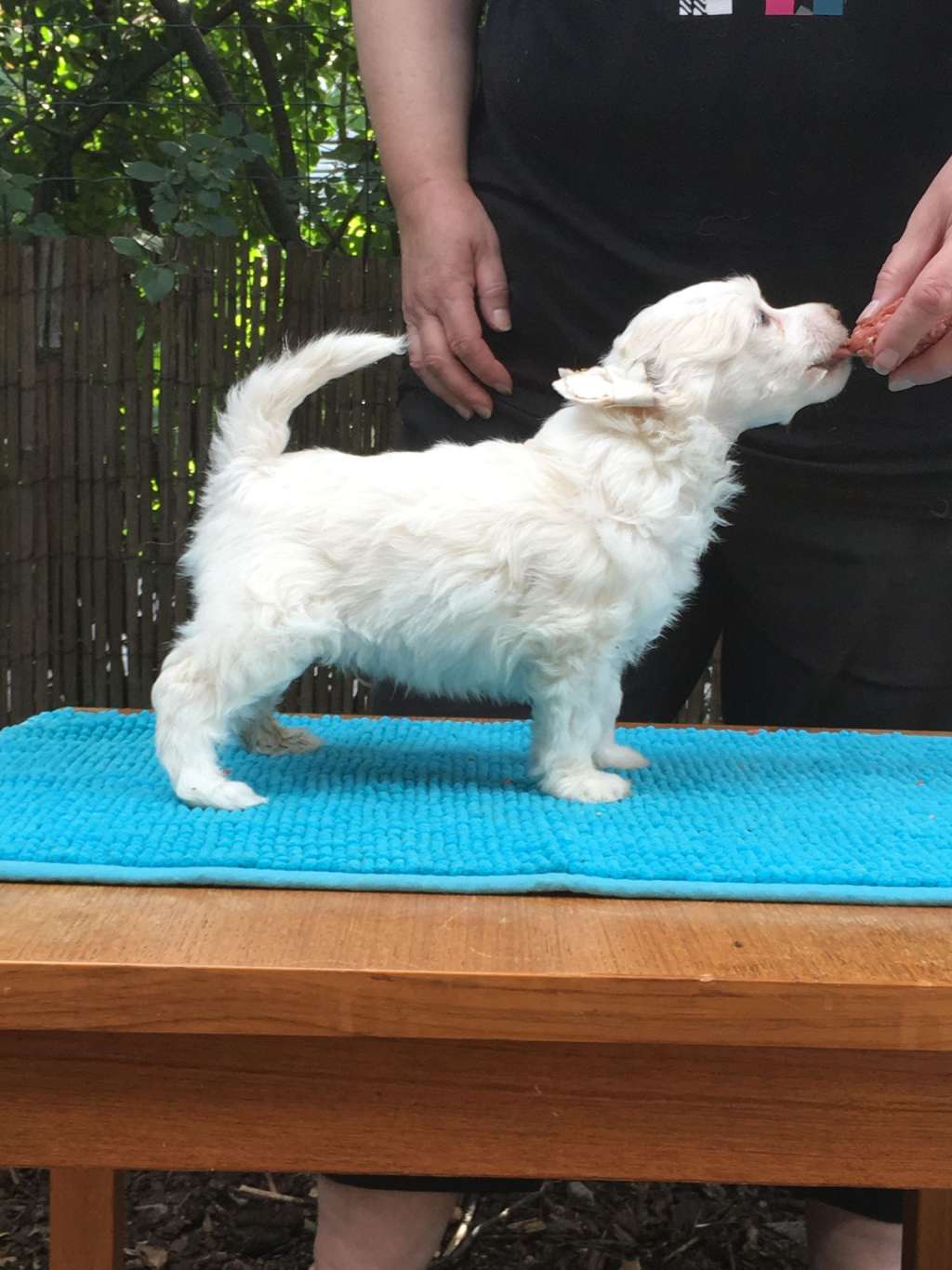 Zhannel's Puff The Magic Dragon