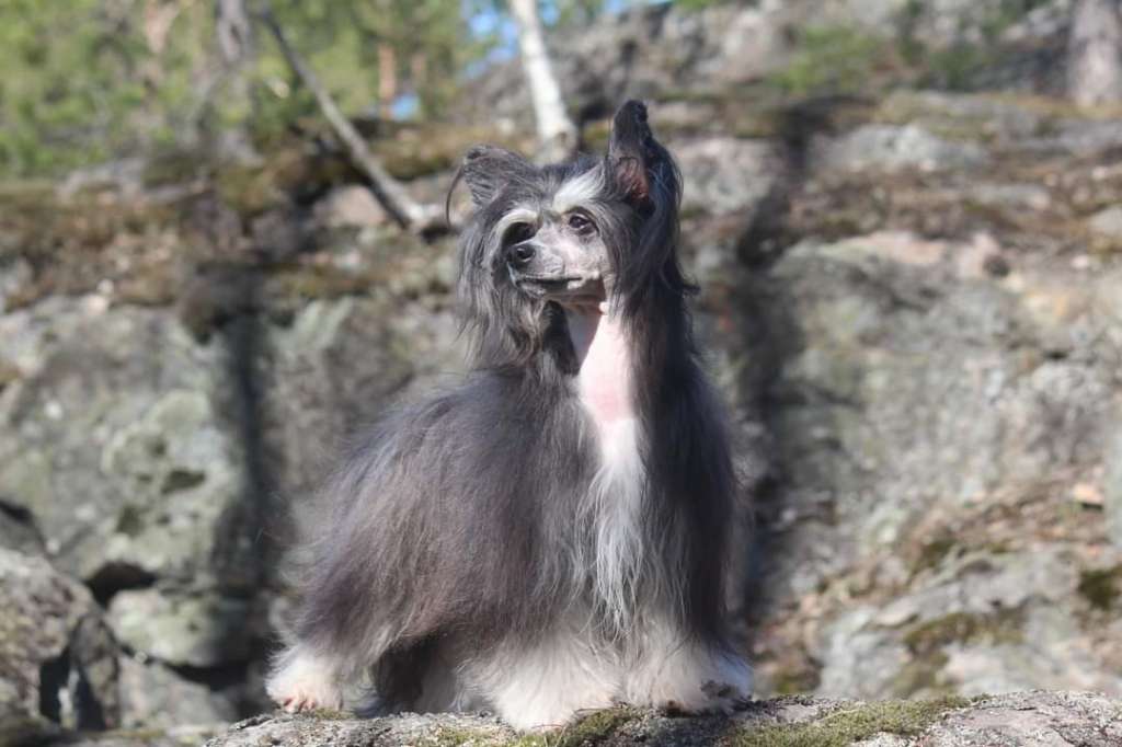 Zhannel's Pinch Me Im Dreamin