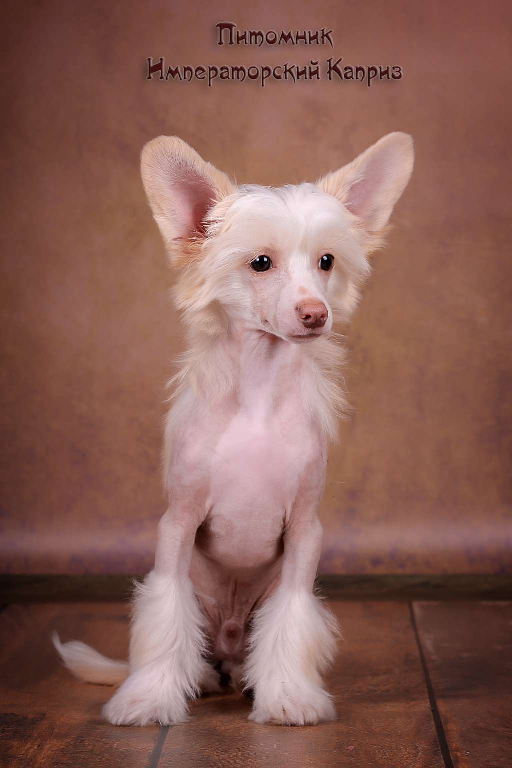 Imperatorskiy Kapriz Zefir