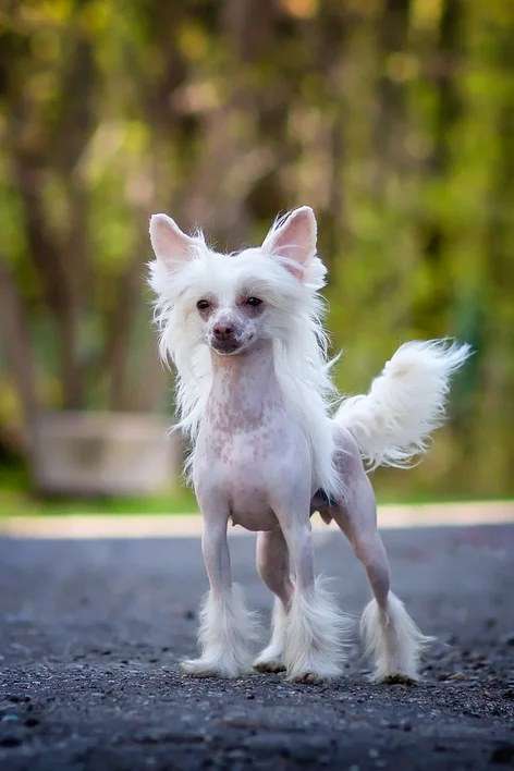 Imperatorskiy Kapriz Zavetnaya Mechta