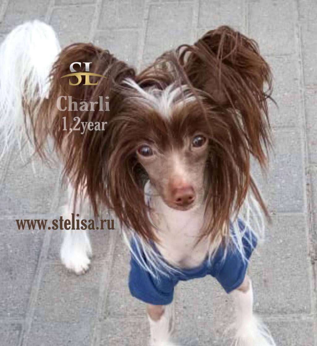 Stella Plyus "Ch.A."