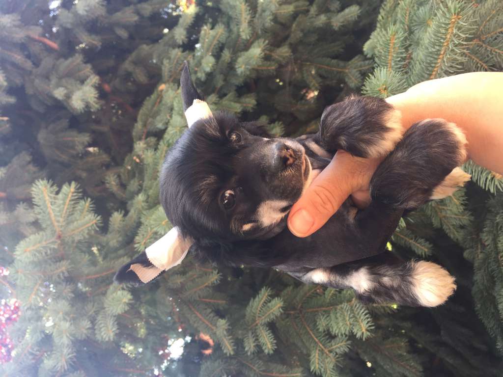 Golden Deer Moonlight Shadow