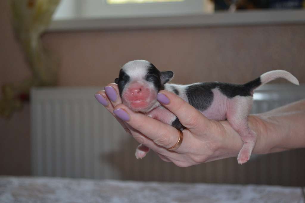 Wind Fox Litter G 2