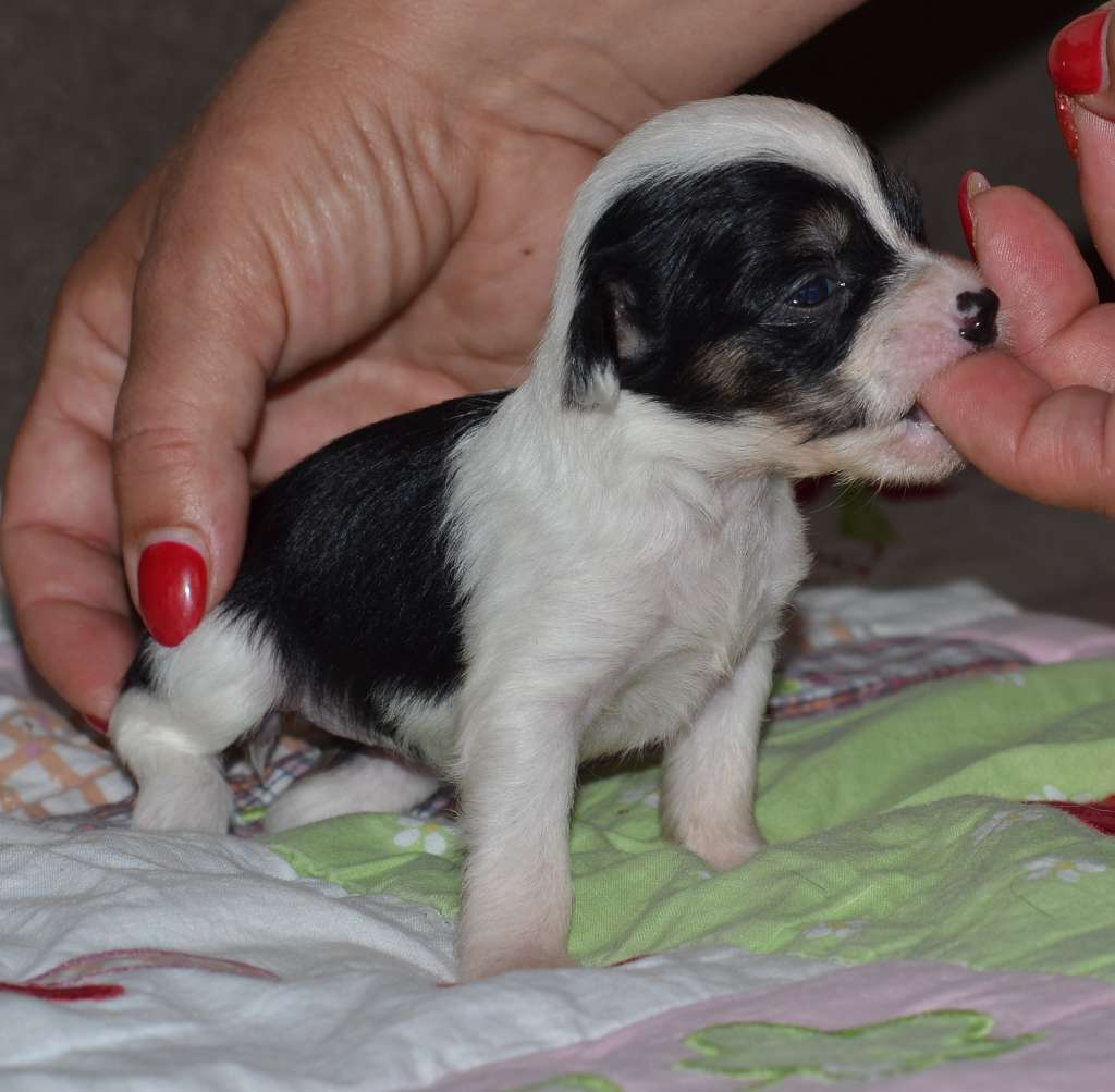 Justeen Garden Roses