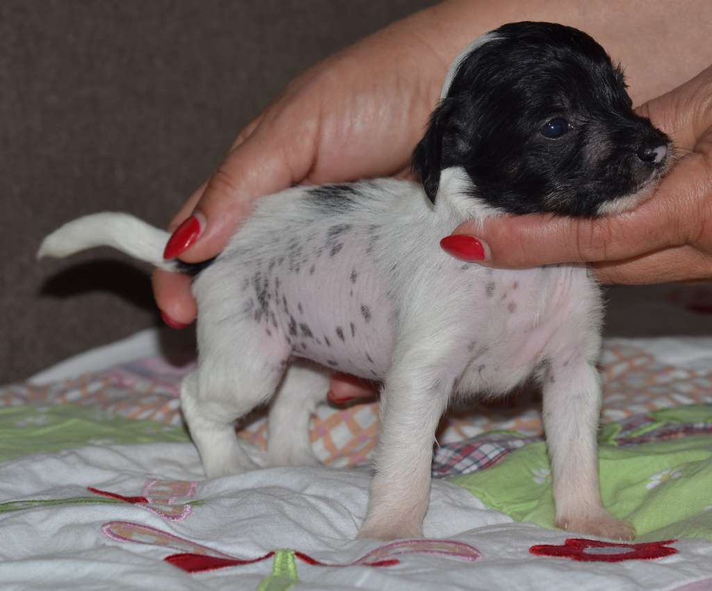 Jasmeen Garden Roses