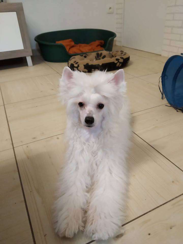 Family Song's Abigail