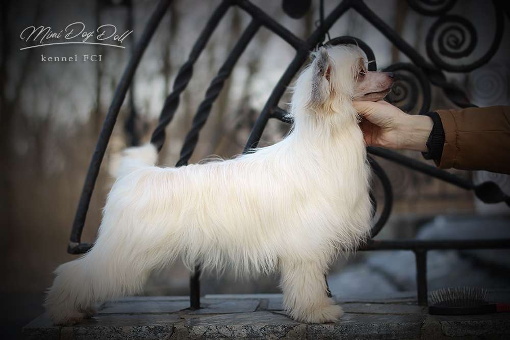 Mimi Dog Doll Dryad
